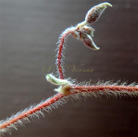  Inflorescence-Young